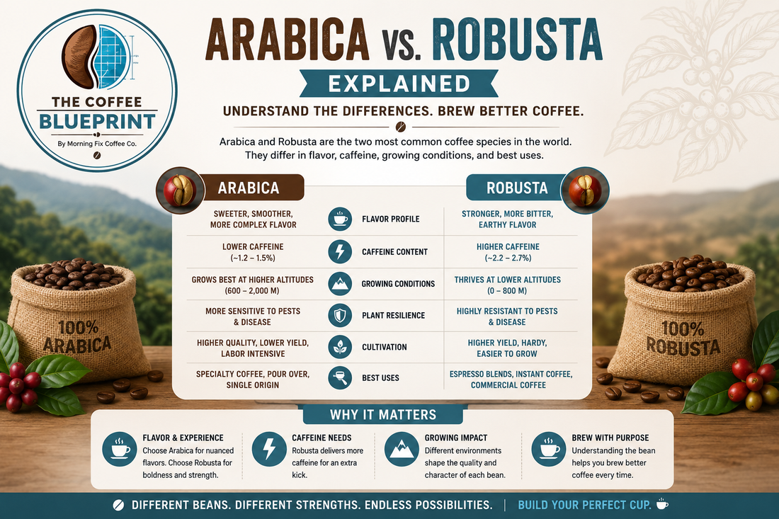 Arabica vs. Robusta Explained | The Coffee Blueprint