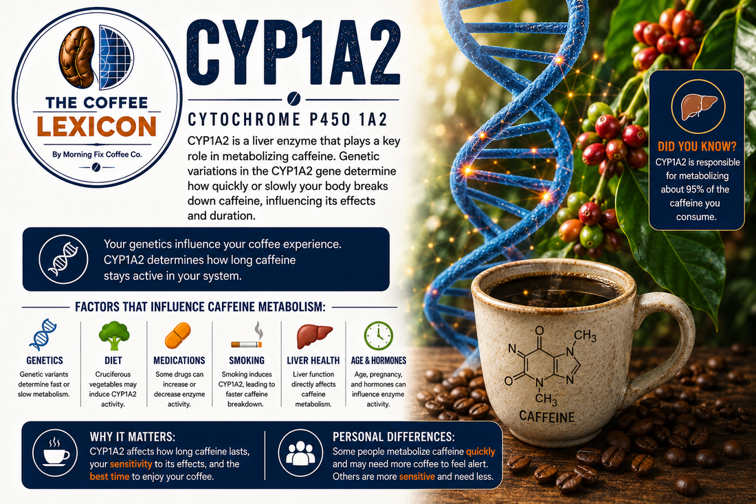 The Coffee Lexicon | CYP1A2