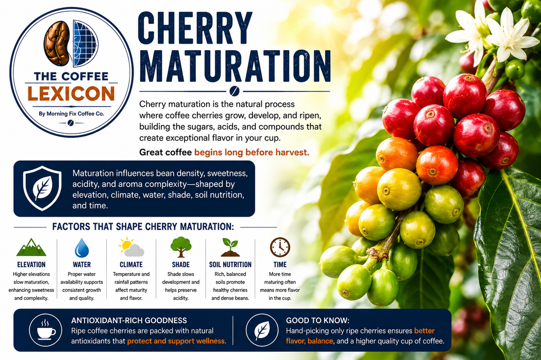 The Coffee Lexicon | Cherry Maturation