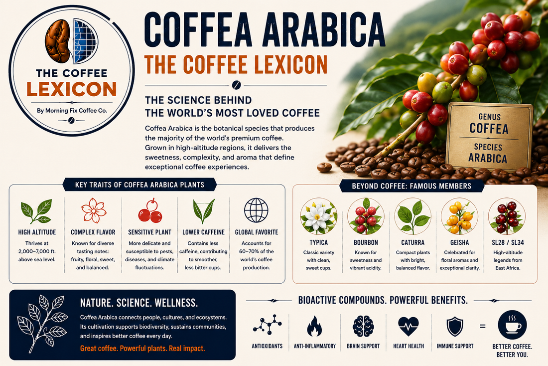 Coffea Arabica | The Coffee Lexicon