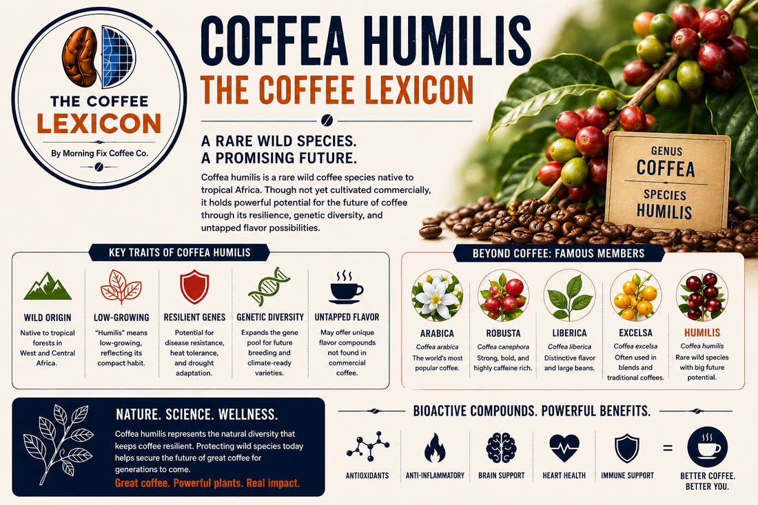 Coffea Humilis | The Coffee Lexicon