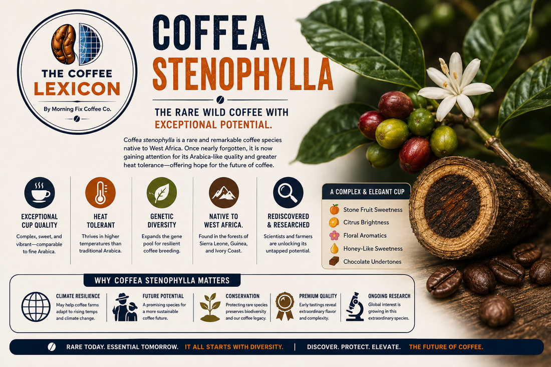 Coffea Stenophylla | The Coffee Lexicon