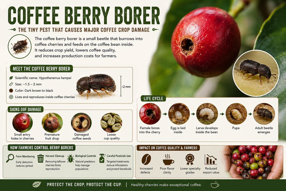 Coffee Berry Borer | The Coffee Lexicon