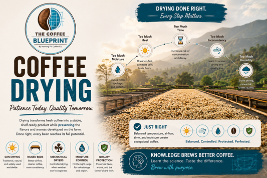 The Coffee Blueprint | Coffee Drying