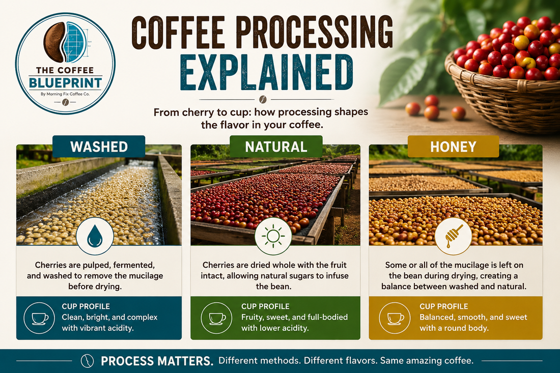 Coffee Processing Explained | The Coffee Blueprint