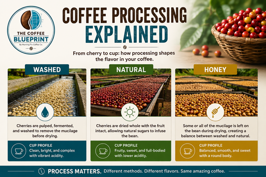 Coffee Processing Explained | The Coffee Blueprint