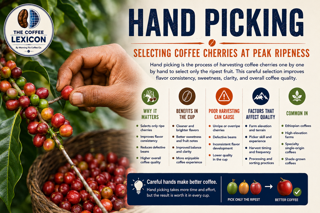Hand Picking | The Coffee Lexicon