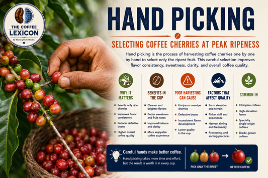 Hand Picking | The Coffee Lexicon