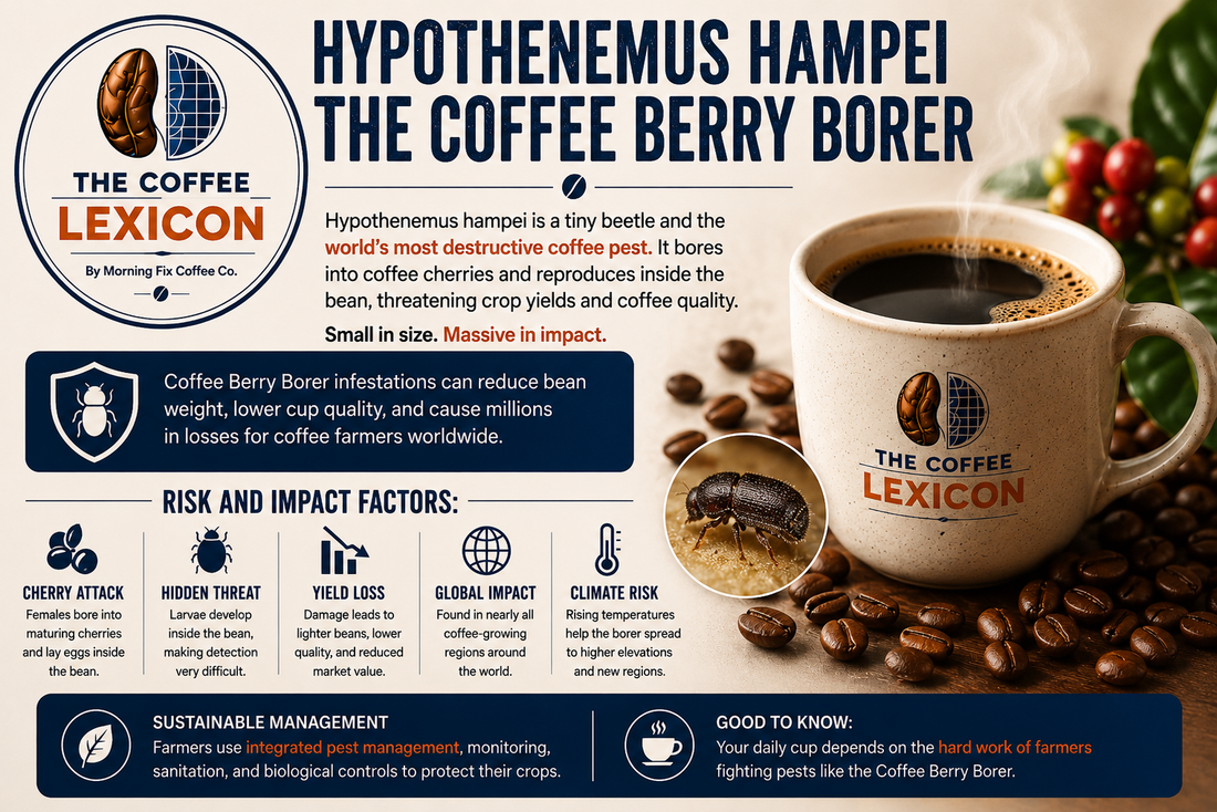 Hypothenemus hampei | The Coffee Lexicon