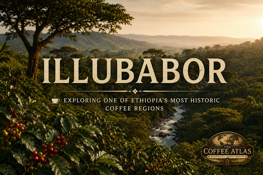 The Coffee Atlas | Illubabor