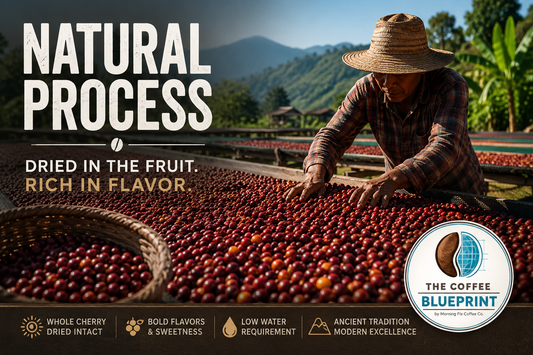 The Coffee Blueprint | Natural Process