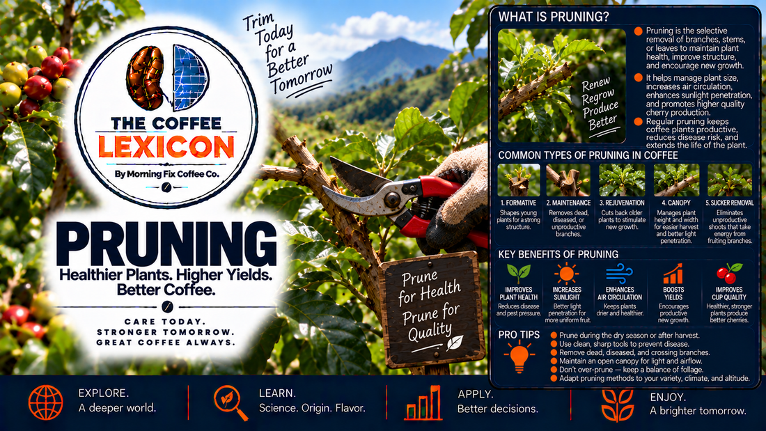 The Coffee Lexicon | Pruning