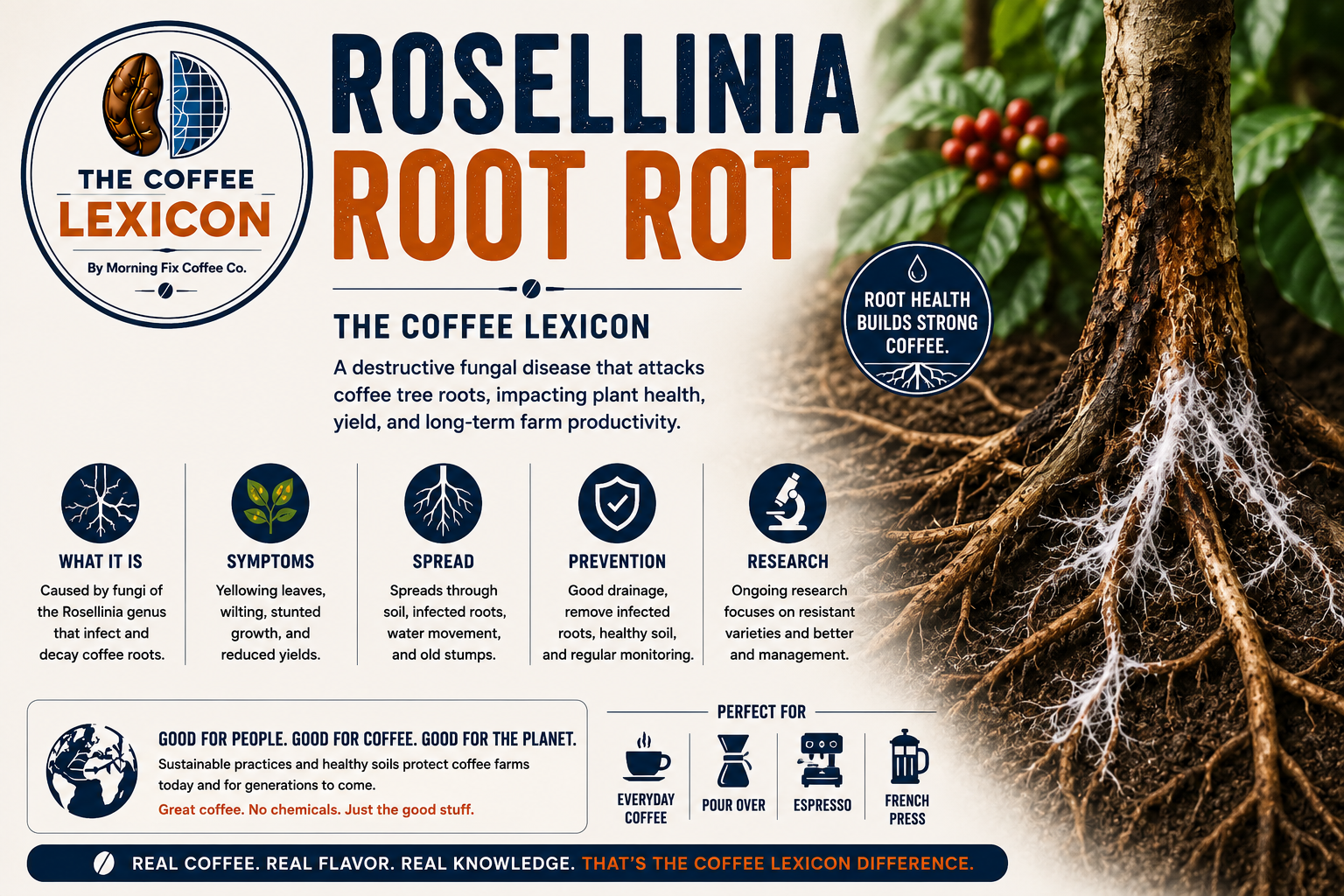Rosellinia Root Rot | The Coffee Lexicon – Morning Fix Coffee Co.