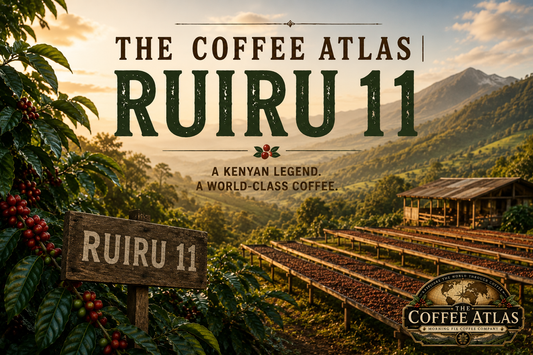 The Coffee Atlas | Ruiru 11