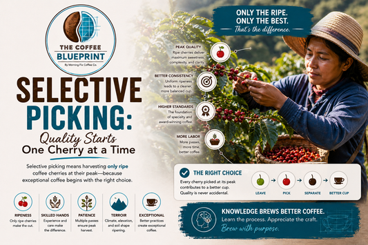The Coffee Blueprint | Selective Picking
