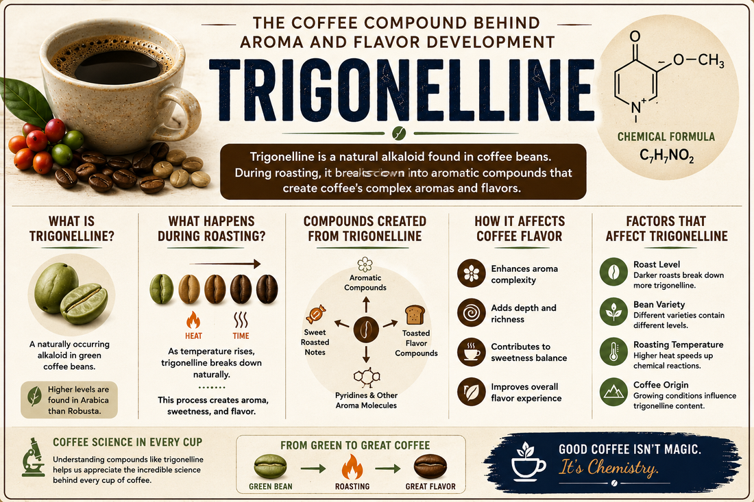 Trigonelline | The Coffee Lexicon