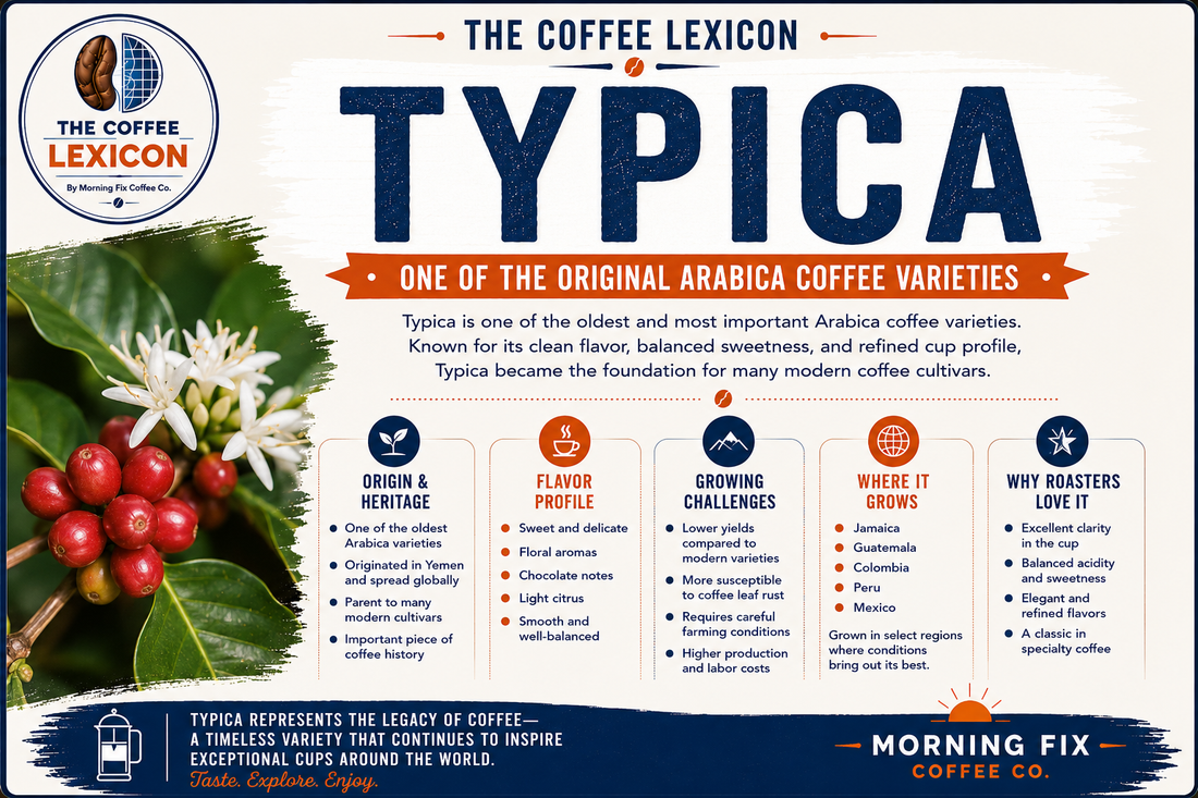 Typica Coffee | The Coffee Lexicon