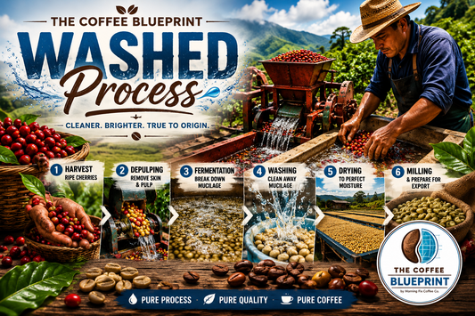 The Coffee Blueprint | Washed Process