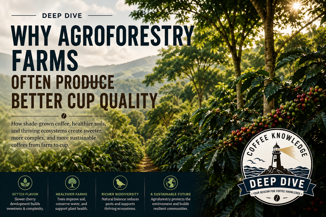 Deep Dive | Why Agroforestry Farms Often Produce Better Cup Quality