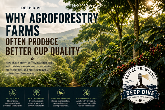 Deep Dive | Why Agroforestry Farms Often Produce Better Cup Quality