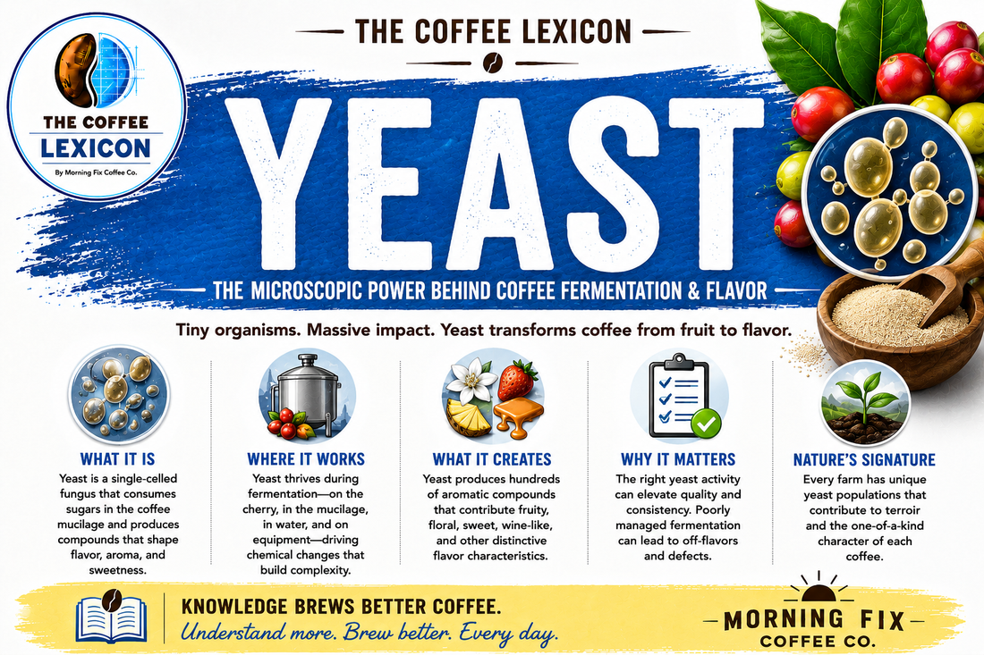 The Coffee Lexicon | Yeast