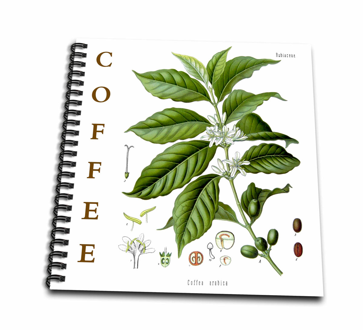 3dRose Coffee Plant Kitchen Art Gourmet Caffeine Bean Botanical Tree... - Drawing Books (db-365441)
