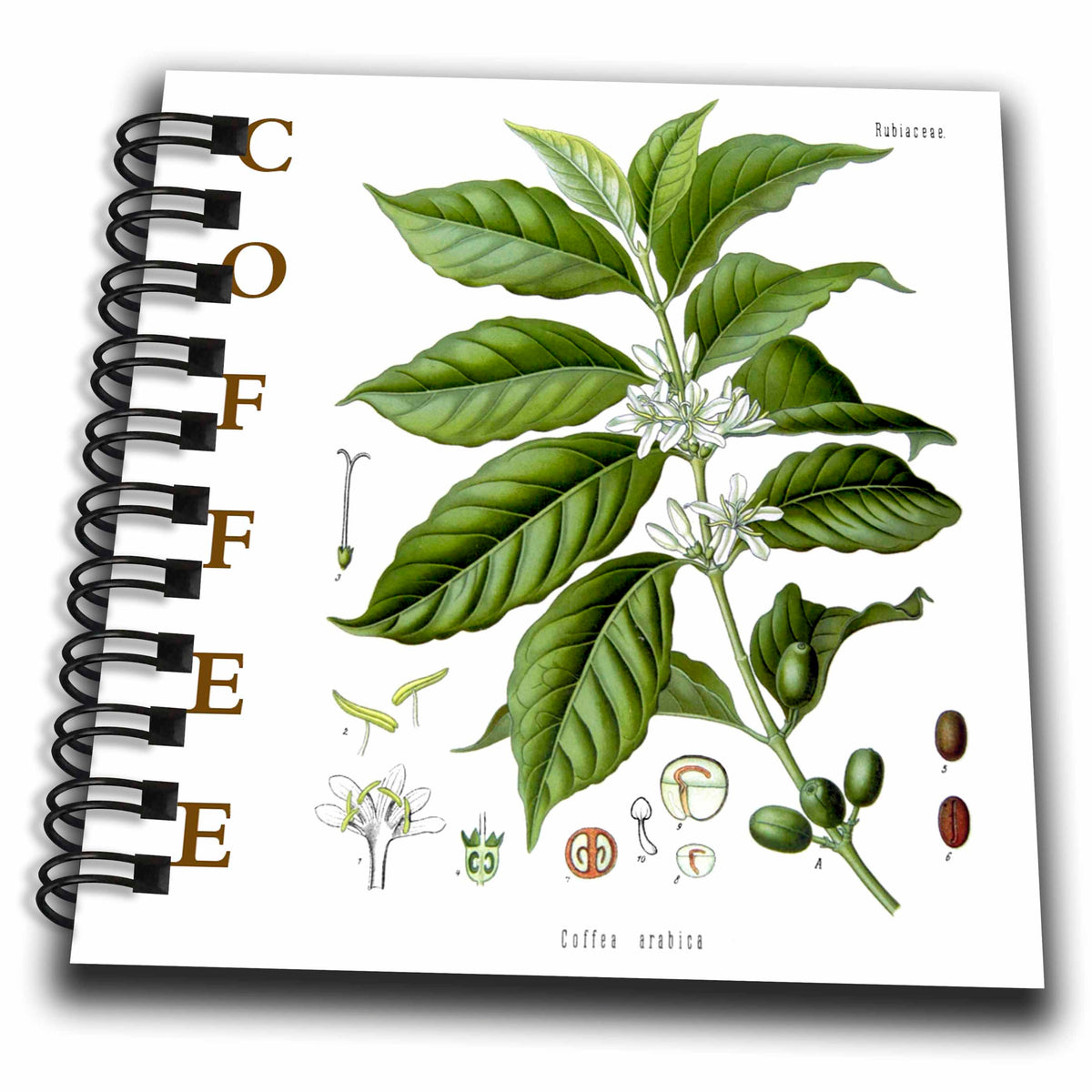 3dRose Coffee Plant Kitchen Art Gourmet Caffeine Bean Botanical Tree... - Drawing Books (db-365441)